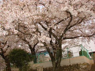 2007sakura_04.jpg (59852 oCg)