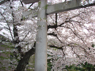 2007sakura_05.jpg (58562 oCg)