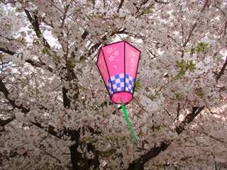 2007sakura_07.jpg (64628 oCg)