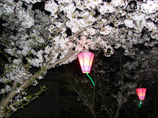 2007sakura_10.jpg (57513 oCg)